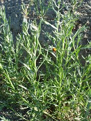 artemisia palmeri